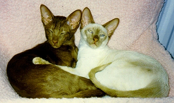 CARACTERISTIQUES